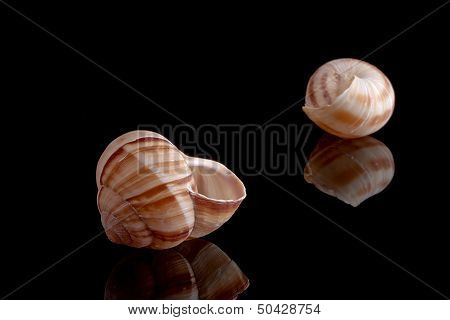 Snail Shell