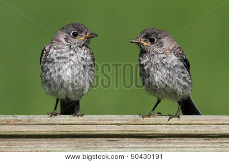 Baby Eastern Bluebirds