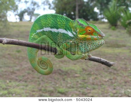 Pantera camaleonte furcifer Pardalis
