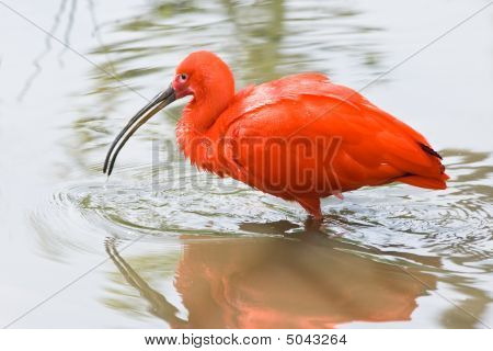 Ibis escarlata