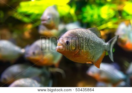 Piranha (Colossoma macropomum) in an aquarium on a green background