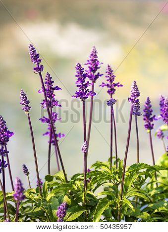 Blue Salvia Plant
