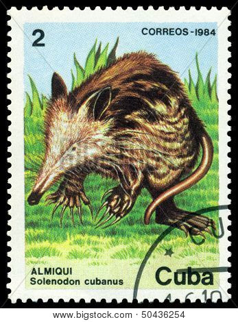 Vintage  Postage Stamp. Solenodon Cubanus.