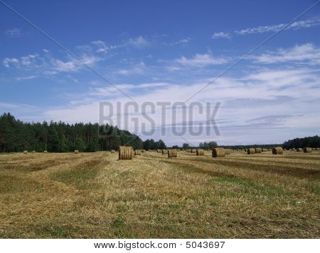 Rural Landscape