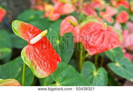 Flamingo Flower Or  Anthurium Flower