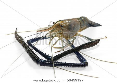 Giant Freshwater Prawn