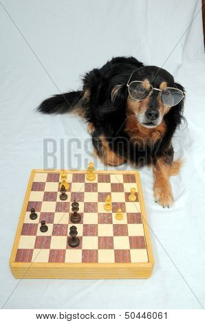 Smart Dog Playing Chess