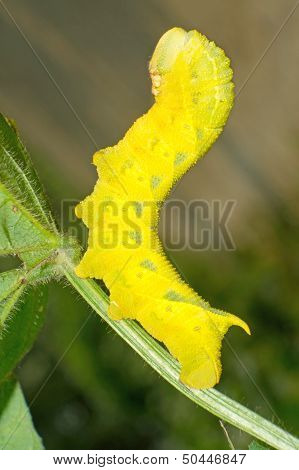 Bean Insects