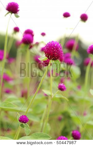 Globe Amaranth Or Gomphrena Globosa Flower