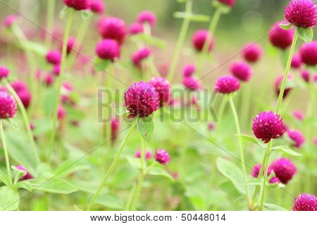 Globe Amaranth Or Gomphrena Globosa Flower