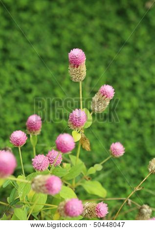 Globe Amaranth Or Gomphrena Globosa Flower