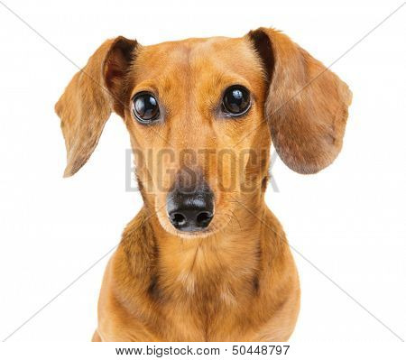 Dachshund dog