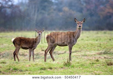 Doe And Fawn