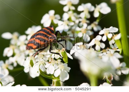 Hemiptera rød stinke Bug i hvide blomster