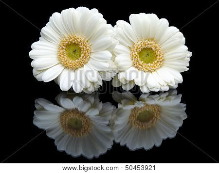 Two white gerberas with mirror image