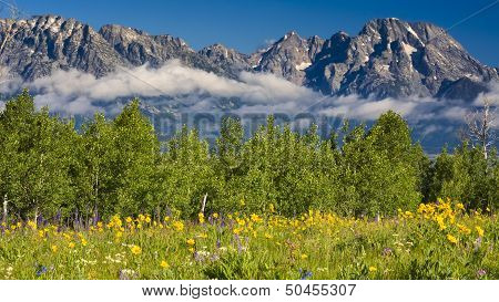 Field Of Summer Wildflowers In The Tetons