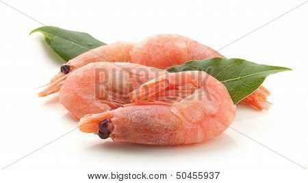 Small Shrimps