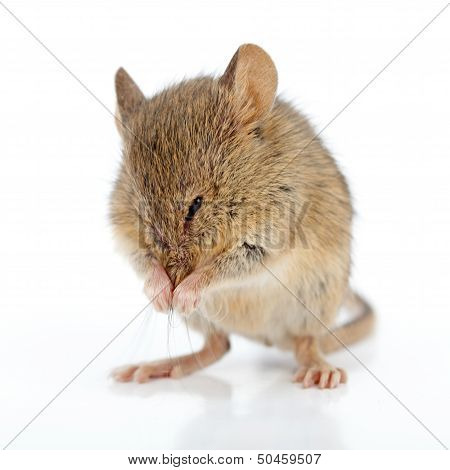 House Mouse Cleaning Himself