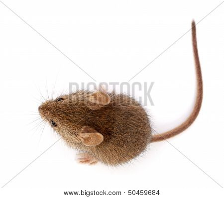 House Mouse Looking Up (mus Musculus)