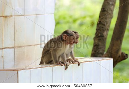 Two Young Indian Rhesus Macaque Monkeys (macaca Mulatta) Playing