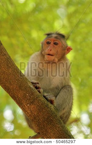 Indian Rhesus Monkey(macaque) Also Called Macaca Mulatta On A Tr