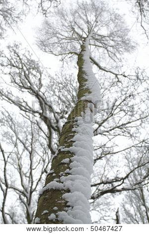 Winter cloak