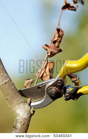 Pruner Cutting Dry Branch