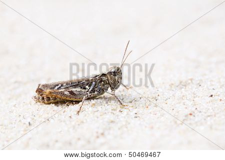 Grasshopper With Ground Grey Camouflage At Sand