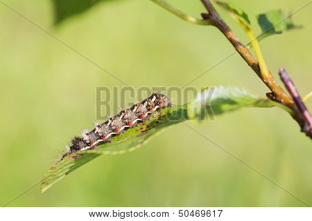 Spotted Caterpillar Crawling On Plant Leaf
