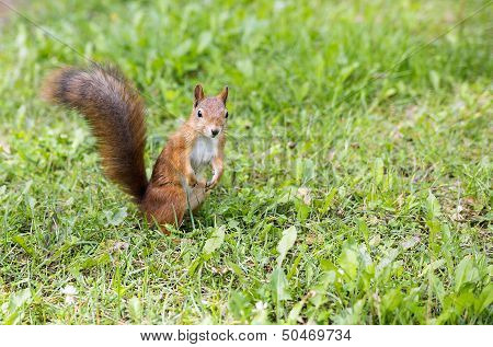 Hairy Squirell Stopped At Low Mown Grass