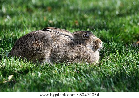 Rabbit on Lawn