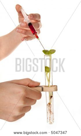 Genetické laboratorní Experiment