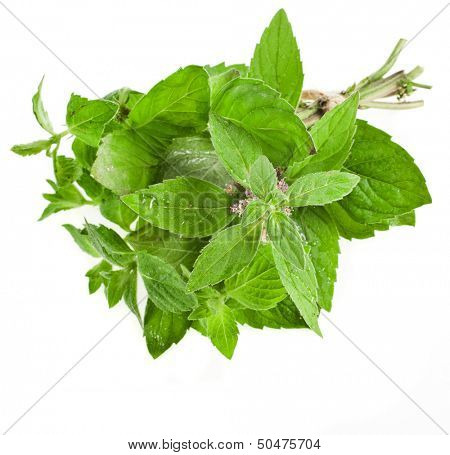 Fresh Oregano or Marjoram Herb close up macro (origanum majorana ) isolated on white 