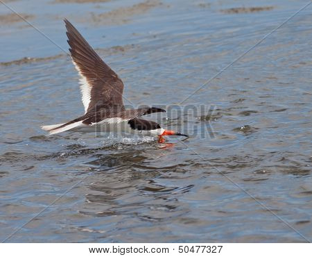 Black Skimmer
