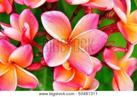 Pink Plumeria Flower
