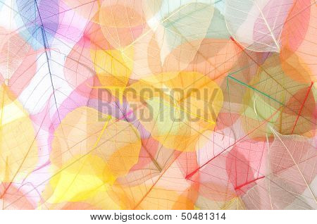 Leaf Background