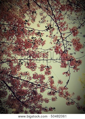 sakura