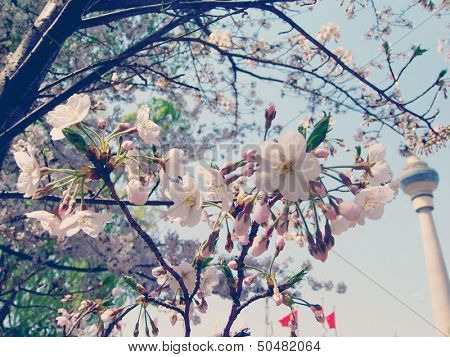 sakura