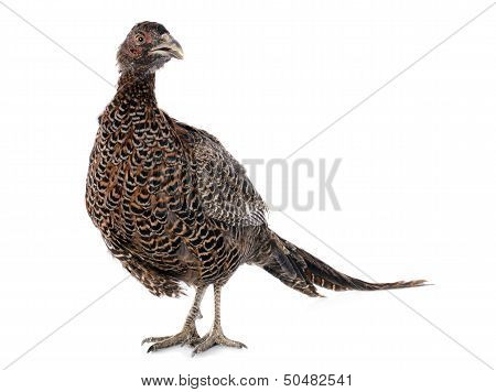 Female European Common Pheasant