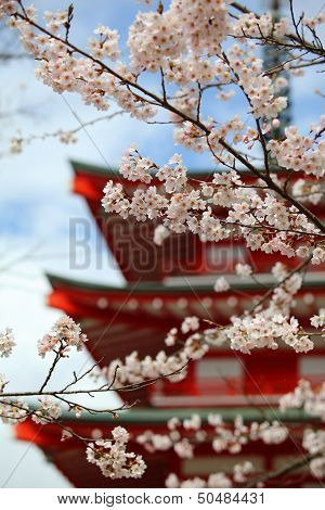 Cherry Blossom Season