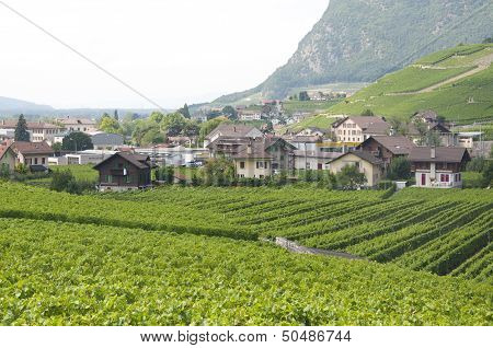 Houses amidst Vineyards