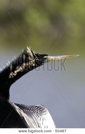 Anhinga pájaro Everglades Estado Nacional Park Florida Estados Unidos
