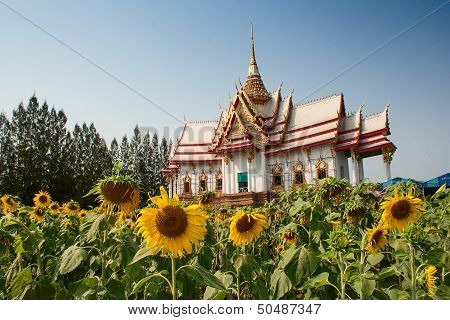 Sunflower in front of church