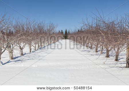An apple orchard lying dormant under the snows of winter.