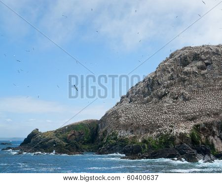 Bird Sanctuary At Seven Islands