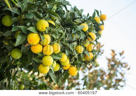 Organic Orange Tree.