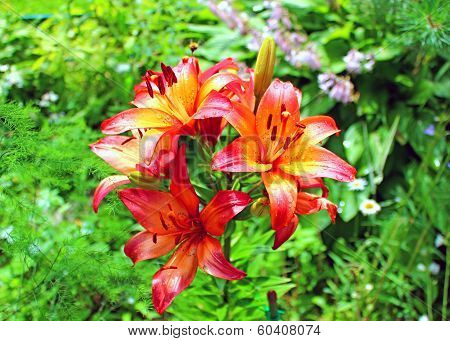Many Flowers And Buds Of Red And Orange Lilies