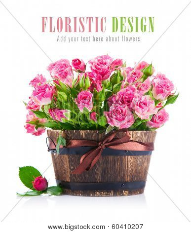 Bunch pink roses in pot. Isolated on white background