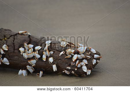 Driftwood on the Beach