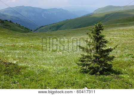 a young fir lonely in a verdant glade of 